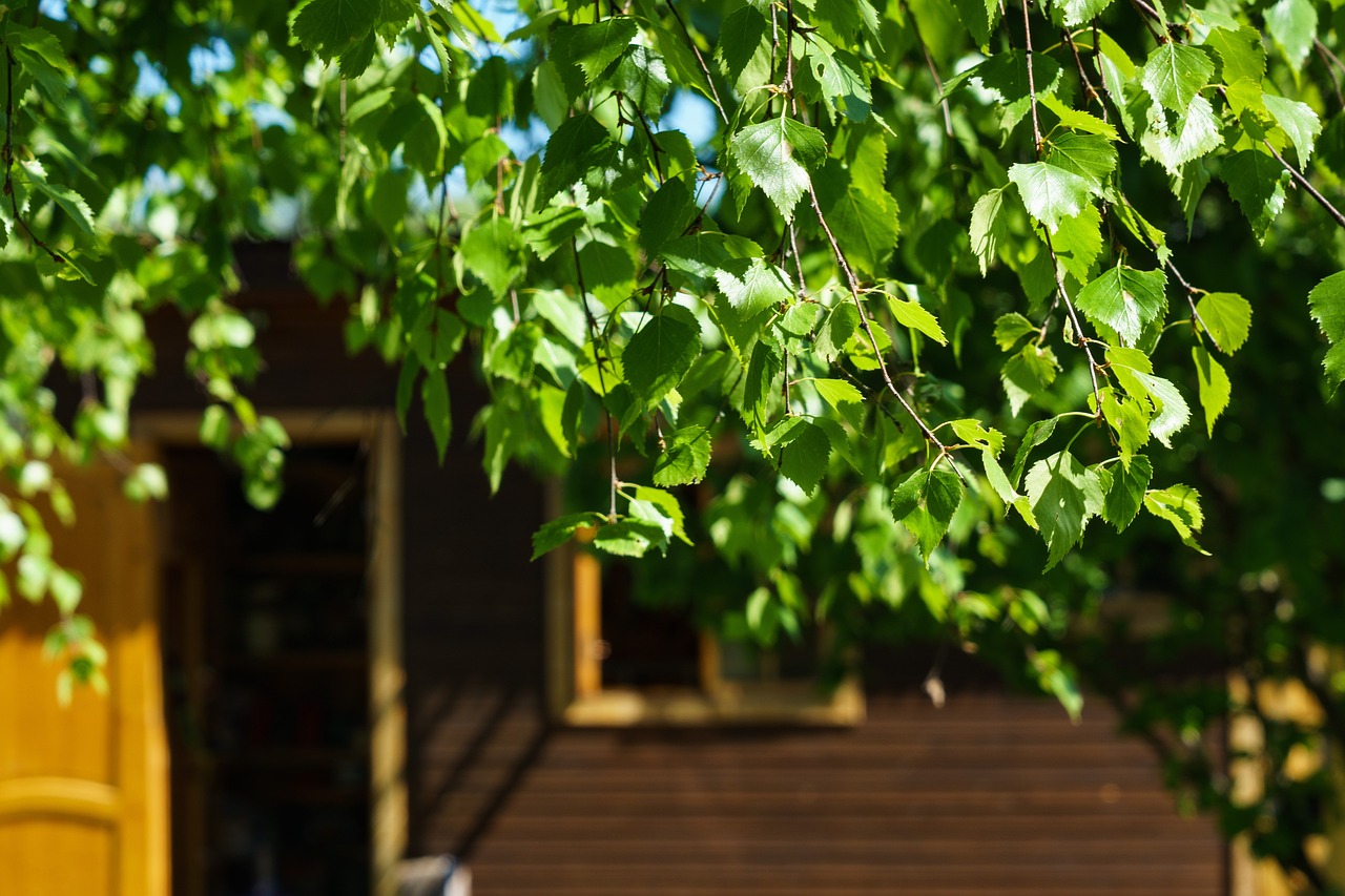 Albero rigoglioso che offre ombra nel giardino durante l'estate.