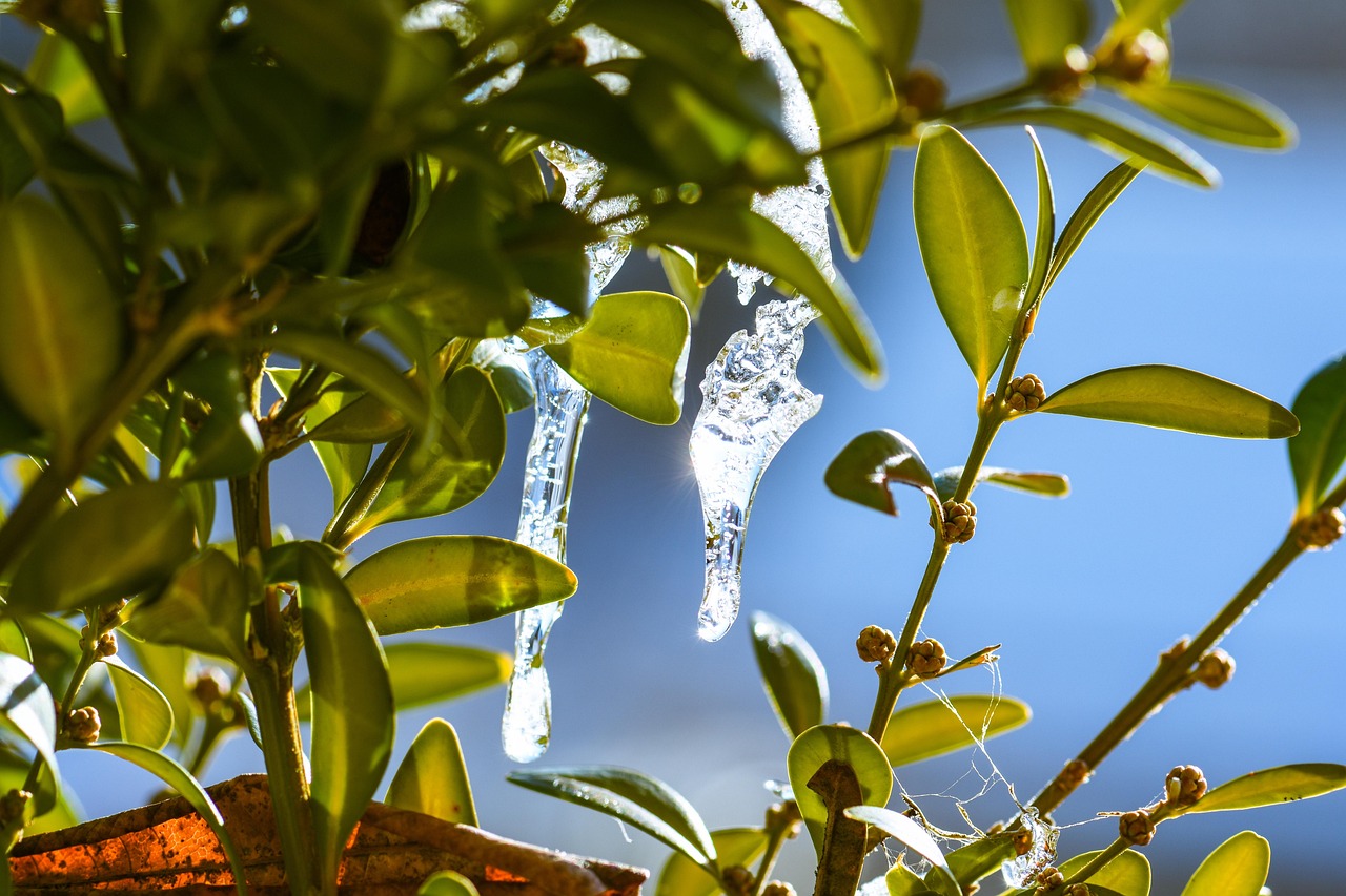 Pianta in vaso con foglie appassite, simbolo di errata irrigazione in inverno.